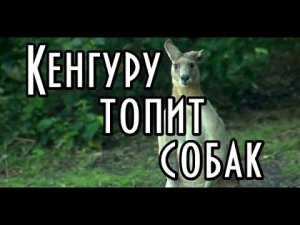 Как отбиваться от собак. Учитесь у кенгуру. Совсем как человек..mp4