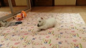 Вест Хайленд Уайт терьера 2мес