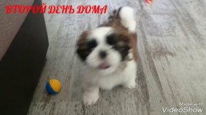 Щенок Ши-тцу играет