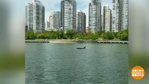 В мире. Охота касаток. Доброе утро. Фрагмент выпуска от 27.06.2019