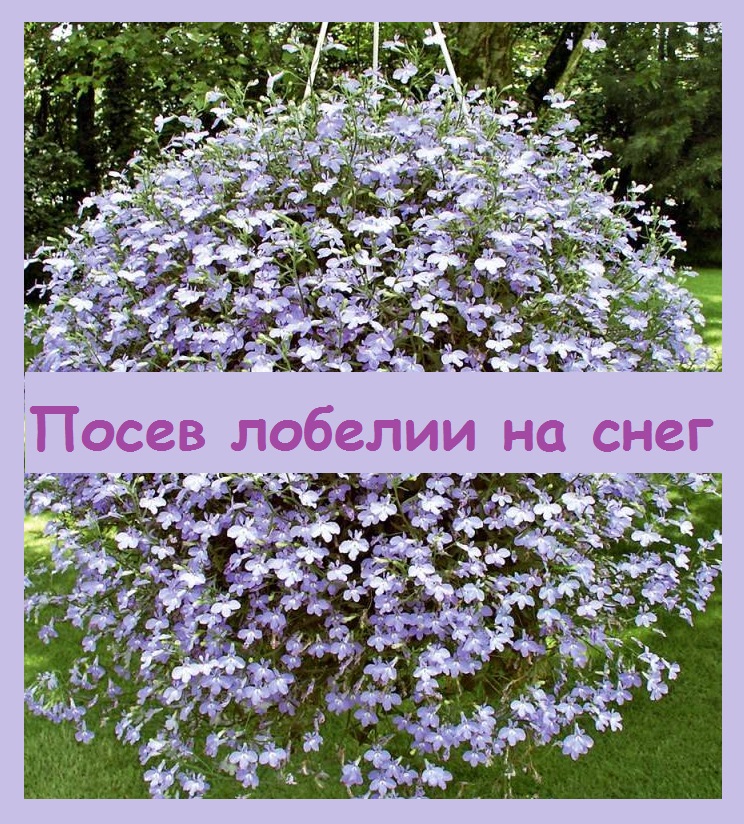 Посев лобелии на снег. Её семена мелкие, как пыль, поэтому этот способ - лучший!