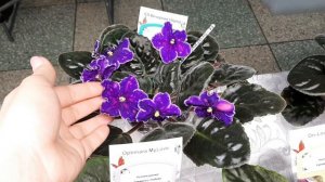 ВЫСТАВКА ЦВЕТОВ В НОВОРОССИЙСКЕ