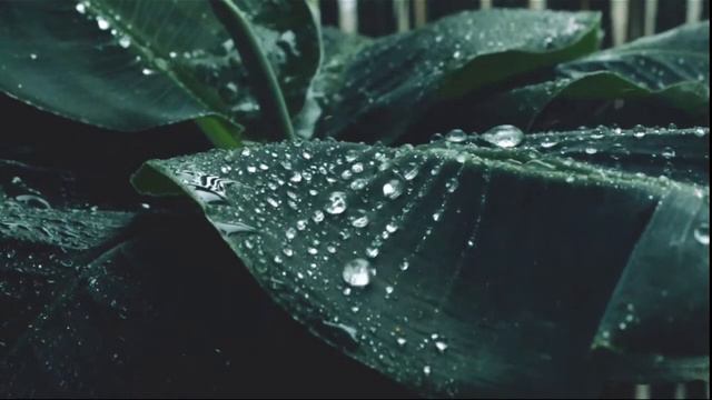Relaxing Piano Music & Rain Sounds 24/7 смотреть онлайн