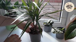 Драцена. Уход за растением в домашних условиях