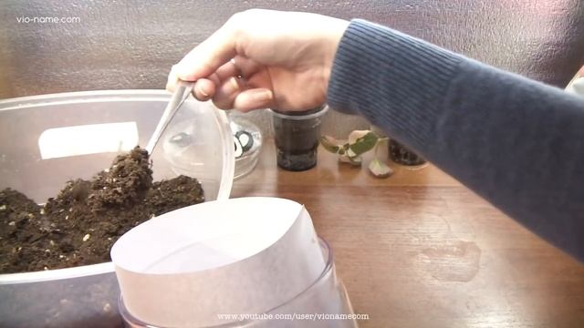 Флорариум своими руками. Сад в стекле. смотреть онлайн