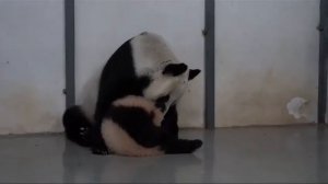 Мама против, но Я упëРтая Московский ЗООпАРК🐼🤣👀🔥👍baby Panda Moscow zoo 🐼🤣👀🔥👍