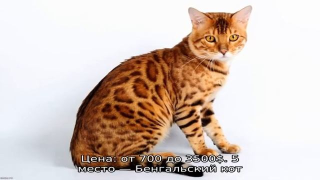 Самые дорогие породы кошек: топ-10 смотреть онлайн