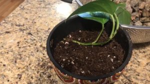 Укоренение сциндапсуса в земле. Укореняется на 100%.