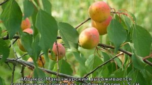 Абрикос Маньчжурский