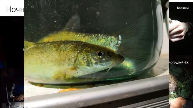 Зональная практика биологического факультета МГУ смотреть онлайн