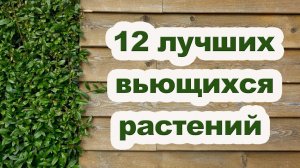 Растения для вертикального озеленения сада [ Живая изгородь ]