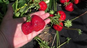 АРИАННА ранний сорт клубники