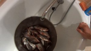 Солим рыбу - приготовление воблы