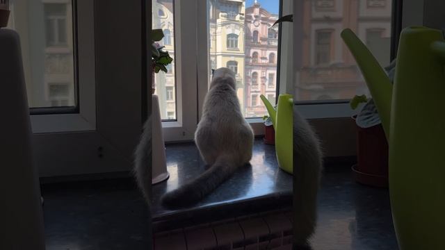 Котик Мао смотреть онлайн