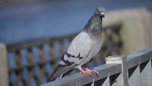 ВЫБОРГ ПРОГУЛКА ПО ГОРОДУ КРАТКИЙ ВИДЕООБЗОР