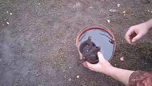 нет давления на МТЗ проверка НШ