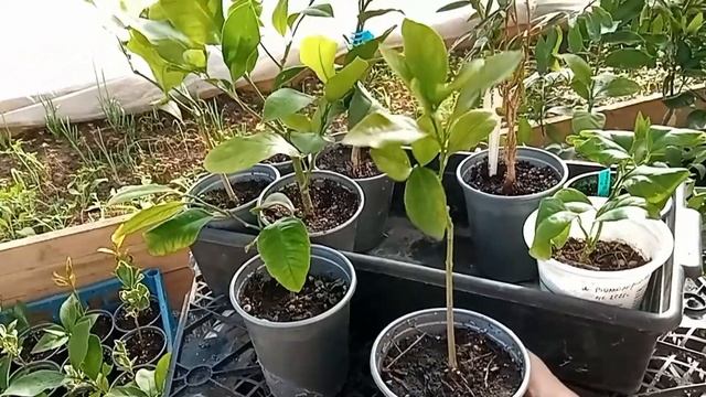 ЦИТРУСЫ Продажа осень 2021/ Цитрусовый Рай МариАны смотреть онлайн