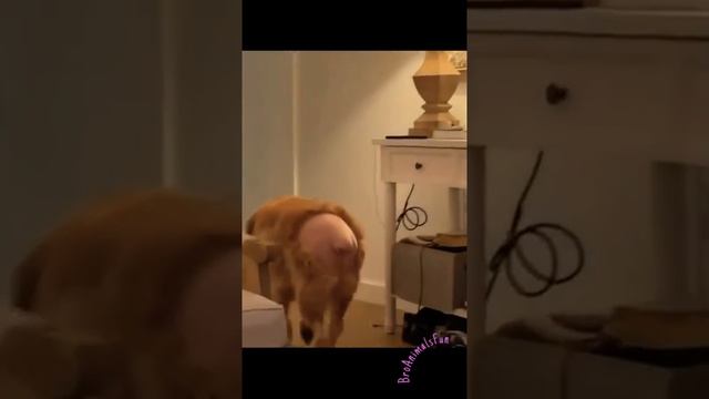 Самая Модная Стрижка ? Funny Dog ? #shorts #tiktok