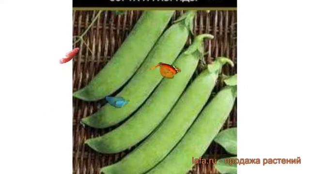 Горох овощной Калипсо (kalipso) ? овощной горох Калипсо обзор: как сажать, семена гороха Калипсо смотреть онлайн