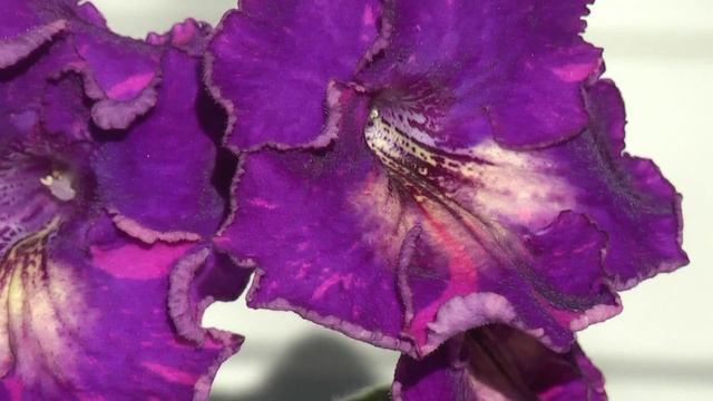 Стрептокарпус DS-1518 смотреть онлайн