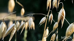 Овёс - как сидерат