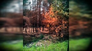 Что такое рыжий/ржавый лес?