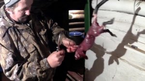 Разделываю ондатру.