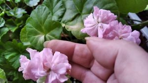 Пеларгошки. Сравниваю похожие сорта.