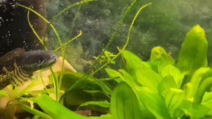 Змееголов золотая кобра (Channa aurantimaculata)