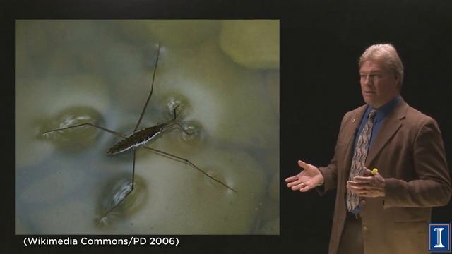 How Things Work: Walking on Water смотреть онлайн