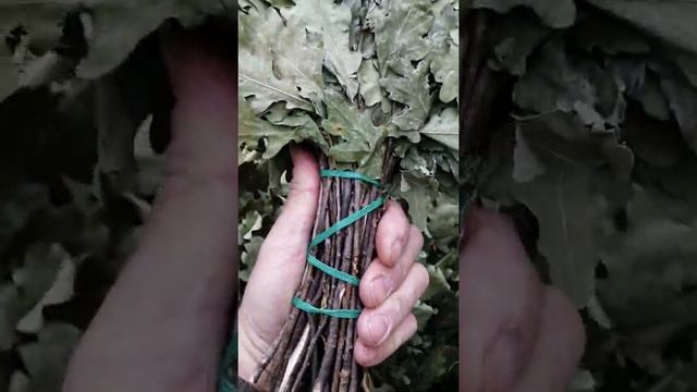 Дубовый из Марийских дремучих лесов смотреть онлайн