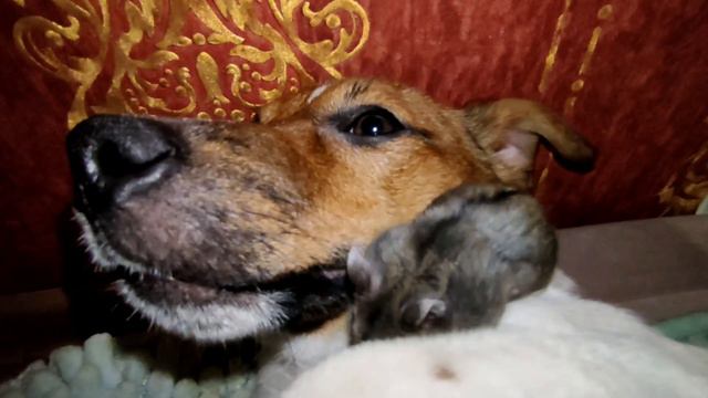 ТЕРПЕНИЕ СОБАЧЬЕ БЕЗГРАНИЧНО....... смотреть онлайн