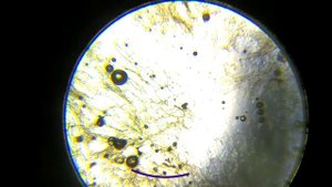 топ 5 фруктов под микроскопом