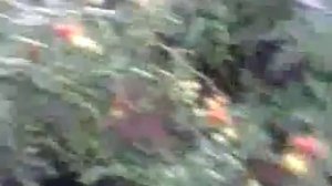 Тольятти Жигулёвский помидор гигант 2