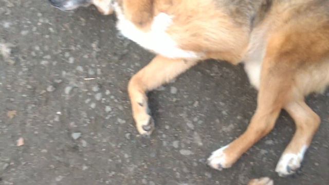приют для бездомных животных Мурманск. Бэлла