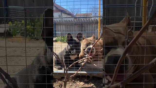 Французский бульдог Царь подрастает(через шесть дней нам 5мес),1.04 солнышко радует наших собак