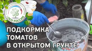 Чем удобрять помидоры. Подкормка томатов в открытом грунте .