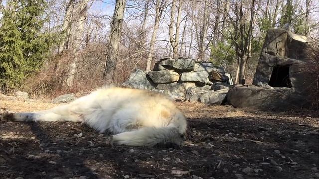 Lazy Wolf Howl смотреть онлайн