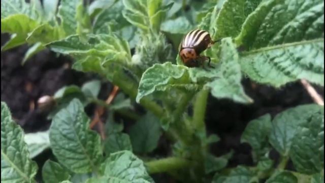 Как бороться с колорадским жуком народными средствами смотреть онлайн