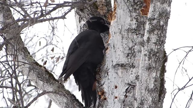 Птицы в городе. Желна-3. смотреть онлайн