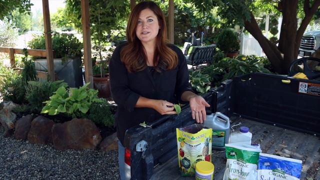 We've Changed How We're Treating Yellowing Foliage and It's Working! ?? // Garden Answer смотреть онлайн