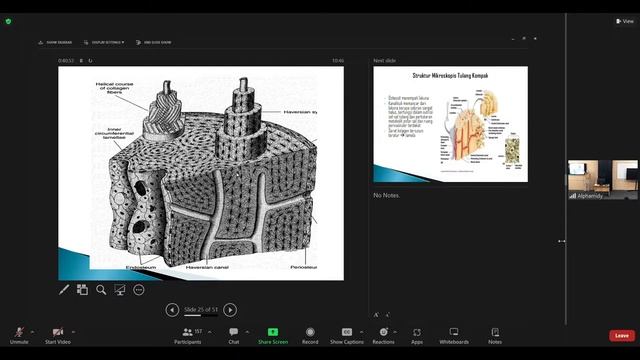 KH4. Muskuloskeletal (cartilago and bone histology) смотреть онлайн