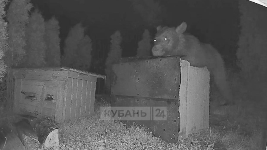 Ворующие мёд медведи стали экспертами по его качеству