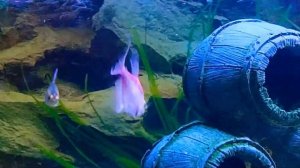 Тернеция съела неона ?