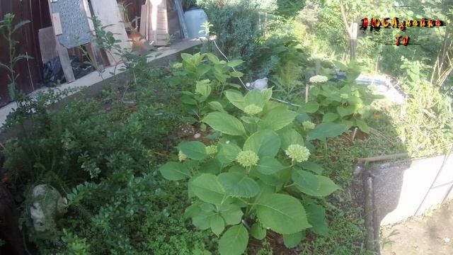 Гортензии разных сортов цветут одним цветом. Чем подкислить почву?