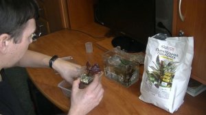 Эхинодорусы Echinodorus Dark Beauty & Echinodorus Regine Hildebrandt. Посадка в аква кашпо.