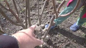 Гранат распускаются почки.Выращивание граната в Краснодарском крае