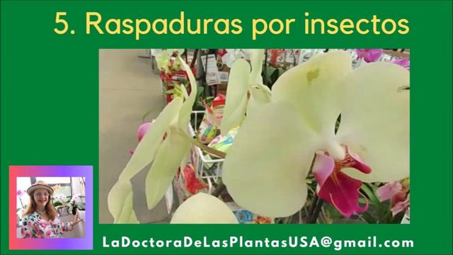 Qué hago para las flores de mis orquídeas que tiene como hoyitos en sus pétalos y se caen #251 смотреть онлайн