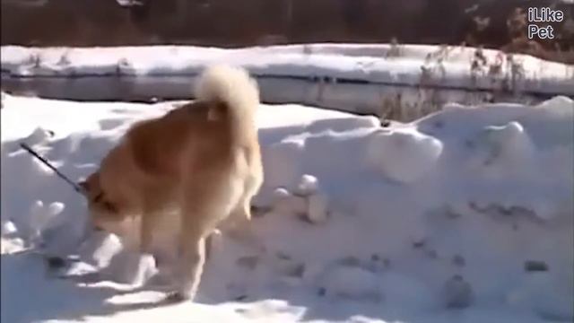 Акита Ину Уход на iLikePet смотреть онлайн