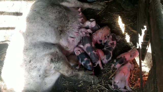 Опорос свиноматки. Первородка.Свиноводство, скот и птица.